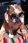 Jack,engelse bulldog reu ,3 jaar, heeft last van jeuk aan de voeten en snuit. Met efavet gaat het een stuk beter.